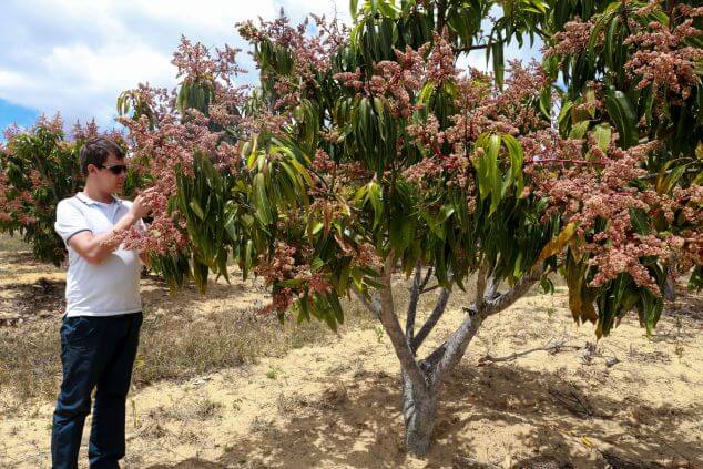 Arnaud Chercheur d&#039;&eacute;pices plantation de mangue de David Bahia Brasil